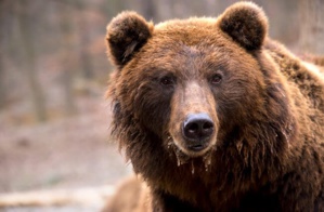 États-Unis : Quand un ours prend des centaines de selfies avec un piège photographique