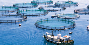 L’évolution du secteur de l’aquaculture au Maroc L’évolution du secteur de l’aquaculture au Maroc