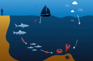 Qu'est-ce que l'acidification des océans ? Qu'est-ce que l'acidification des océans ?