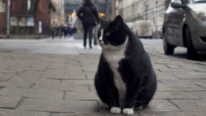 En Pologne, ce chat obèse est une véritable star locale En Pologne, ce chat obèse est une véritable star locale