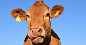 Salon de l’agriculture : ils ont un coup de cœur et sauvent une vache de l’abattoir Salon de l’agriculture : ils ont un coup de cœur et sauvent une vache de l’abattoir