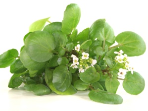 Cresson de fontaine : l’aliment le plus sain au monde Cresson de fontaine : l’aliment le plus sain au monde