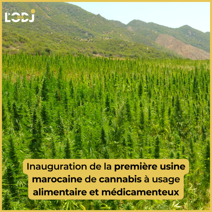 Inauguration de la première usine marocaine de cannabis à usage alimentaire et médicamenteux Inauguration de la première usine marocaine de cannabis à usage alimentaire et médicamenteux