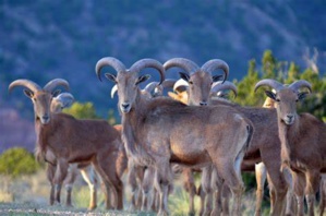 Conservation et Restauration de la Mégafaune Sahélo-saharienne Conservation et Restauration de la Mégafaune Sahélo-saharienne