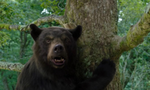 "Crazy Bear" : l'histoire d'un ourse ayant consommé de la cocaïne "Crazy Bear" : l'histoire d'un ourse ayant consommé de la cocaïne