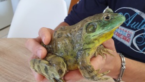 Les grenouilles taureaux peuvent peser jusqu’à 1 kilo Les grenouilles taureaux peuvent peser jusqu’à 1 kilo