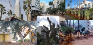 L’arbre, cet ennemi à abattre dans nos villes ! L’arbre, cet ennemi à abattre dans nos villes !