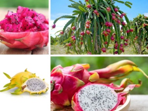 Pitaya, un nouveau fruit dans nos desserts Pitaya, un nouveau fruit dans nos desserts