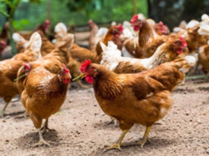 Une étude révéle une inquiétante contamination microbienne des viandes de volailles dans le pays !
