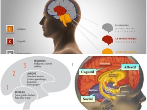 Nos trois cerveaux (reptilien, limbique et néocortex) sont-ils en guerre ? Nos trois cerveaux (reptilien, limbique et néocortex) sont-ils en guerre ?