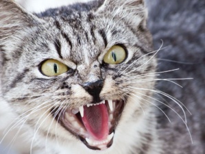 L’ailurophobie : quand la peur des chats devient un véritable cauchemar L’ailurophobie : quand la peur des chats devient un véritable cauchemar