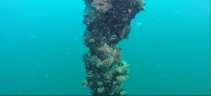 Journées mondiales de l’Environnement et de l’Océan Journées mondiales de l’Environnement et de l’Océan