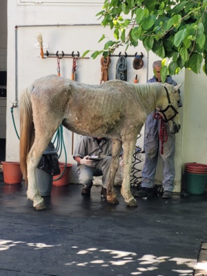 SOS pour sauver animaux en danger ! SOS pour sauver animaux en danger !