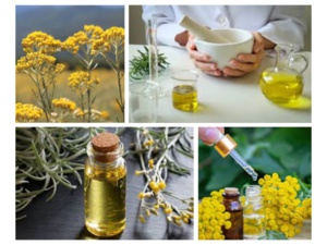 Immortelle une huile essentielle aux bienfaits anti-âge Immortelle une huile essentielle aux bienfaits anti-âge