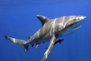 Espagne : Un requin à quelques mètres des baigneurs, panique sur la plage d’Alicante