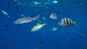 Canicule marine : l'océan en chaleur, la vie sous-marine en péril ! Canicule marine : l'océan en chaleur, la vie sous-marine en péril !