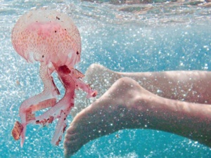 C'est l'été, c'est les vacances mais attention aux méduses sur les plages du nord du Maroc C'est l'été, c'est les vacances mais attention aux méduses sur les plages du nord du Maroc