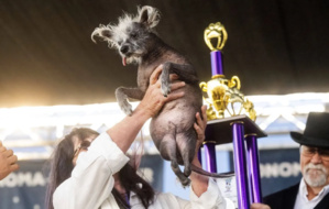 Scooter a remporté le titre peu flatteur de « chien le plus laid du monde » Scooter a remporté le titre peu flatteur de « chien le plus laid du monde »