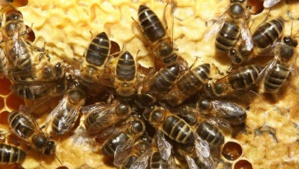 L'extinction massive des abeilles aurait dû servir de sonnette d'alarme !