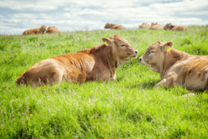 Les émissions de CO2 en Irlande menacent d'abattoir 200 mille vaches Les émissions de CO2 en Irlande menacent d'abattoir 200 mille vaches