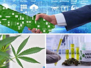 Le Maroc digitalisera l'écosystème du cannabis Le Maroc digitalisera l'écosystème du cannabis