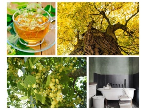 Les bienfaits et les plaisirs du tilleul Les bienfaits et les plaisirs du tilleul