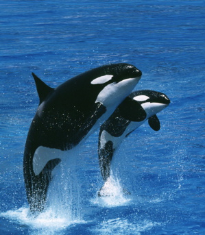 Faut-il avoir peur des orques et requins dans les plages du Maroc !? Faut-il avoir peur des orques et requins dans les plages du Maroc !?