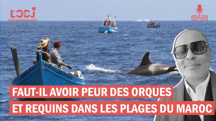 Faut-il avoir peur des orques et requins dans les plages du Maroc !?