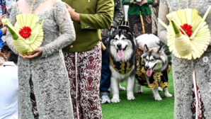 Le fastueux mariage de deux chiens crée la controverse en Indonésie Le fastueux mariage de deux chiens crée la controverse en Indonésie