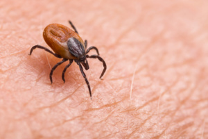 Un vaccin prometteur contre la maladie de Lyme ! Un vaccin prometteur contre la maladie de Lyme !