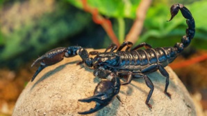 Au Maroc, face aux piqûres de scorpion, la prudence est de mise Au Maroc, face aux piqûres de scorpion, la prudence est de mise