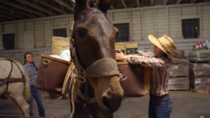 Des livreurs à dos de mule : la technique insolite d’Amazon pour distribuer ses colis Des livreurs à dos de mule : la technique insolite d’Amazon pour distribuer ses colis