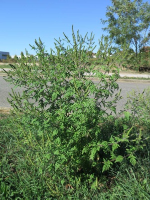 Nous sommes mi-août, méfiez vous de cette plante particulièrement allergisante Nous sommes mi-août, méfiez vous de cette plante particulièrement allergisante