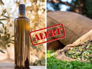 La saison de récolte des olives au Maroc est assombrie par des prévisions alarmantes La saison de récolte des olives au Maroc est assombrie par des prévisions alarmantes