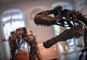 Khouribga : deux nouvelles espèces de dinosaures découvertes ! Khouribga : deux nouvelles espèces de dinosaures découvertes !