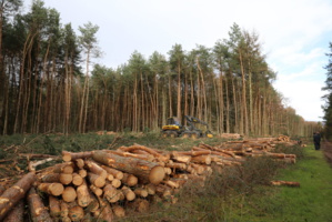 La face cachée du déboisement : L'impact dévastateur sur le Maroc et le monde La face cachée du déboisement : L'impact dévastateur sur le Maroc et le monde