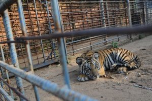Zoos : Entre éducation et controverses - Un regard approfondi sur leur avenir Zoos : Entre éducation et controverses - Un regard approfondi sur leur avenir