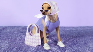 De la niche au succès viral : l'ascension des animaux de compagnie influenceurs De la niche au succès viral : l'ascension des animaux de compagnie influenceurs