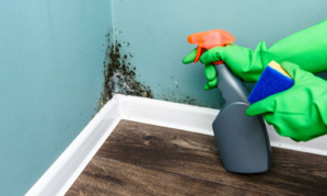 Élimination de la moisissure sur le papier peint : Astuces à connaître Élimination de la moisissure sur le papier peint : Astuces à connaître