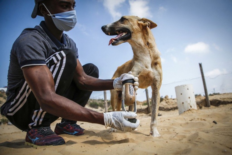 Des animaux traumatisés et souffrant de blessures de guerre pour ceux qui ont survécu à la faim et au déluge de feu .
