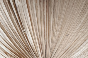 La réutilisation des déchets de palmier dattier La réutilisation des déchets de palmier dattier