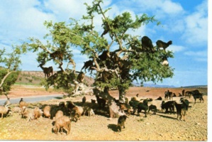 L’élevage bridé par la faiblesse du pâturage L’élevage bridé par la faiblesse du pâturage