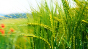L’ONlCL met en place un mécanisme de soutien à la constitution, par les importateurs, d'un stock de blé tendre