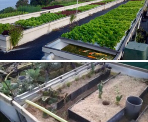 La sabloponie et l'aquaponie pour une meilleure économie d’eau en agriculture La sabloponie et l'aquaponie pour une meilleure économie d’eau en agriculture