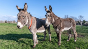 Joey, l'âne dépressif et constipé, sauvé grâce à des litres de coca Joey, l'âne dépressif et constipé, sauvé grâce à des litres de coca