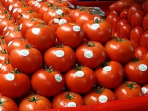 Qui veut la peau de la tomate made in Morocco !?