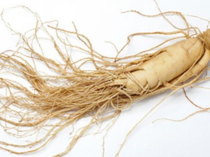 La racine de l’éleuthérocoque aux multiples vertus physiques et intellectuelles