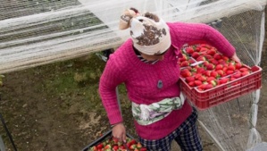 Travailleuses saisonnières en Espagne : de nouvelles dispositions pour les Marocaines