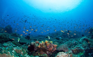 Aires Marines Protégées au Maroc : Vers une Gestion Durable des Écosystèmes Marins Aires Marines Protégées au Maroc : Vers une Gestion Durable des Écosystèmes Marins