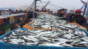 La sardine , protéine du pauvre , cible des spéculateurs La sardine , protéine du pauvre , cible des spéculateurs